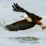 African Fish Eagle