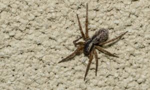 Do Wolf Spiders Make Webs? Picture