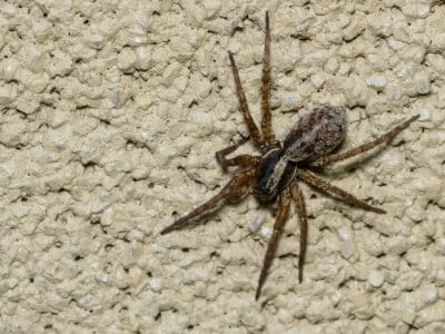 A Do Wolf Spiders Make Webs?