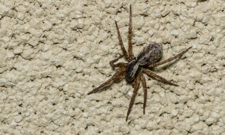 Forest Wolf Spider