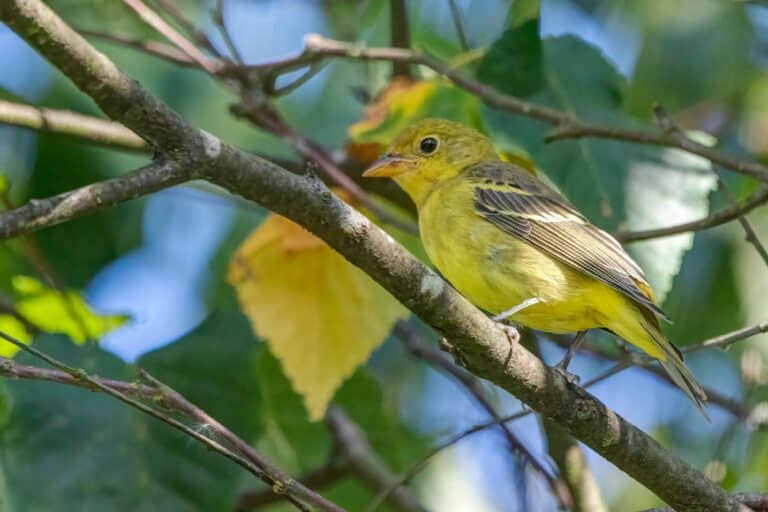 Female western tanager on branch