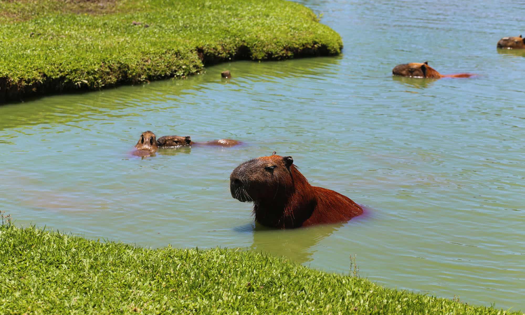 capybara water