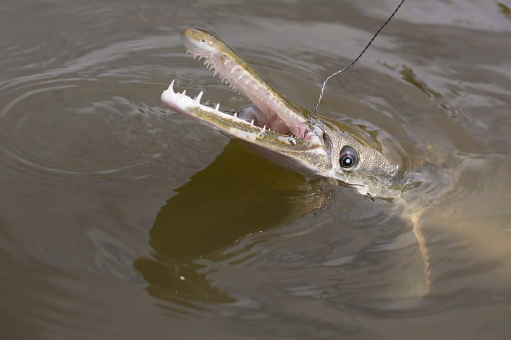 Gar teeth