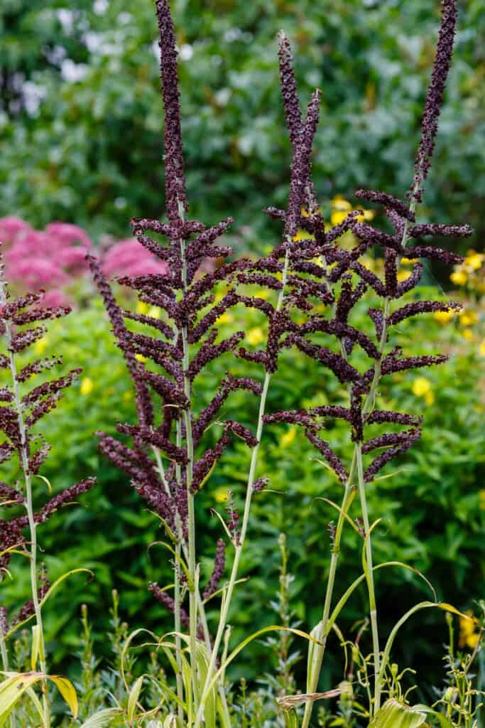 veratrum nigrum