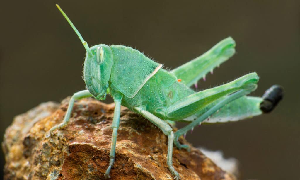 grasshopper pooping