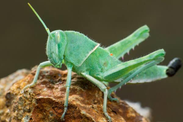 Grasshoppers are herbivore insects.