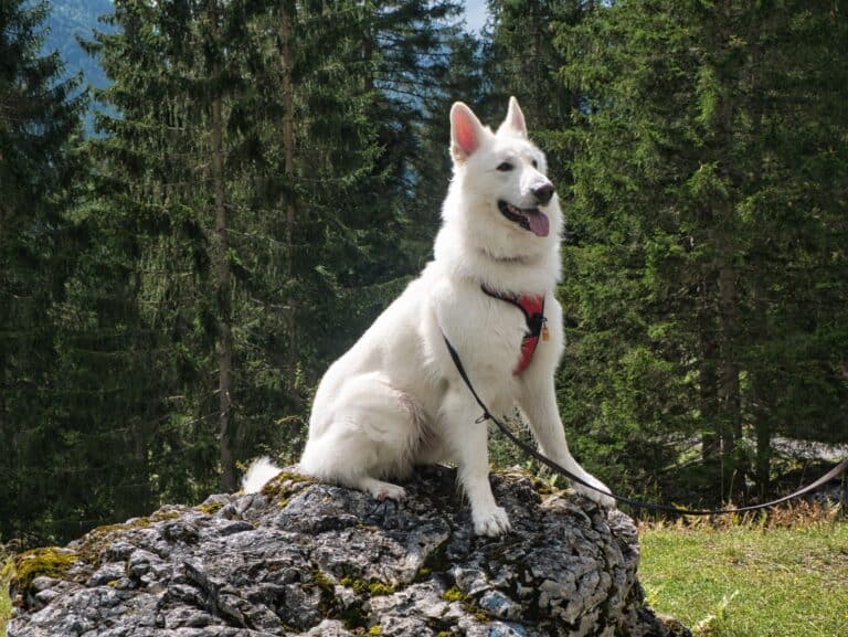 Berger Blanc Suisse in a red harness on a leash sitting on a rock with conifer trees in the background