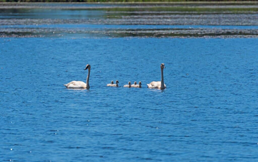 A Swan Family On The Water in Michigan