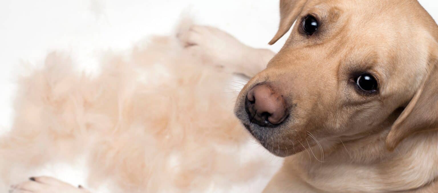 Excessive Dog Shedding When To Be Worried, and How To Help AZ Animals