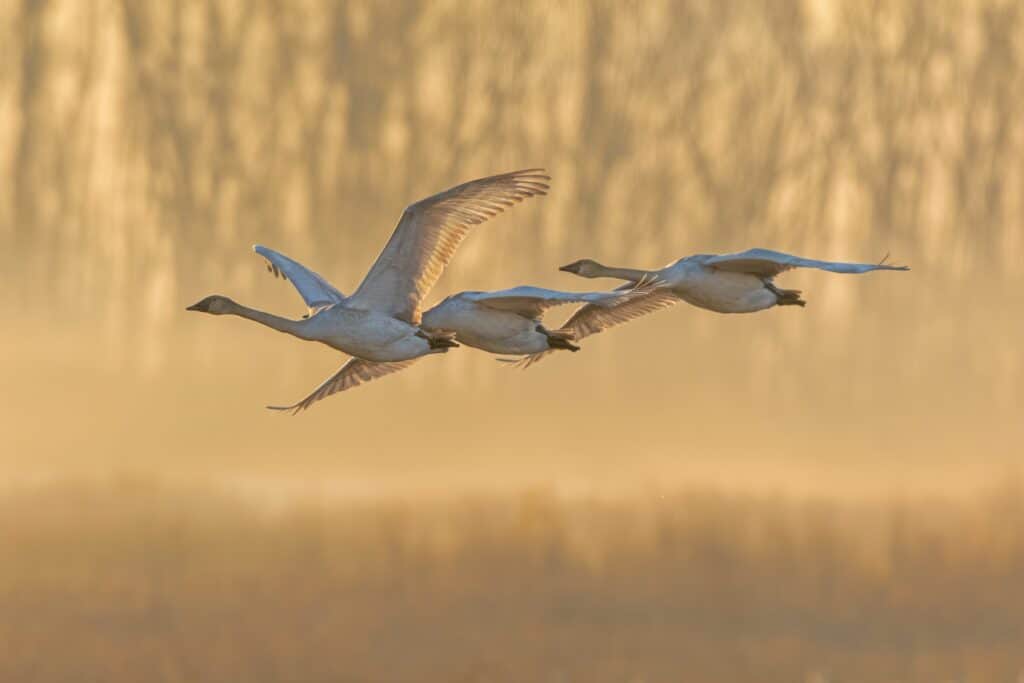 Trumpeter Swans Flying Above The Riverland Bird Sanctuary. Three trumpeter swans. center frame, in flight., moving left. They are primarily white with minimal black accents at their tails. They have very long necks and fringe wings. 