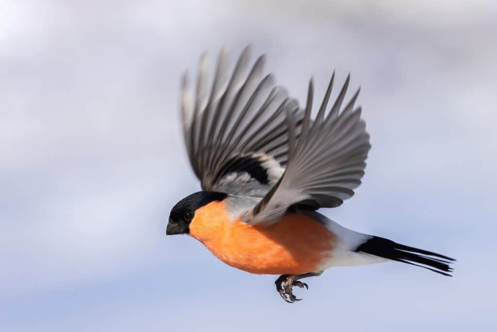 Male Eurasian bullfinch in flight. Pyrrhula pyrrhula.