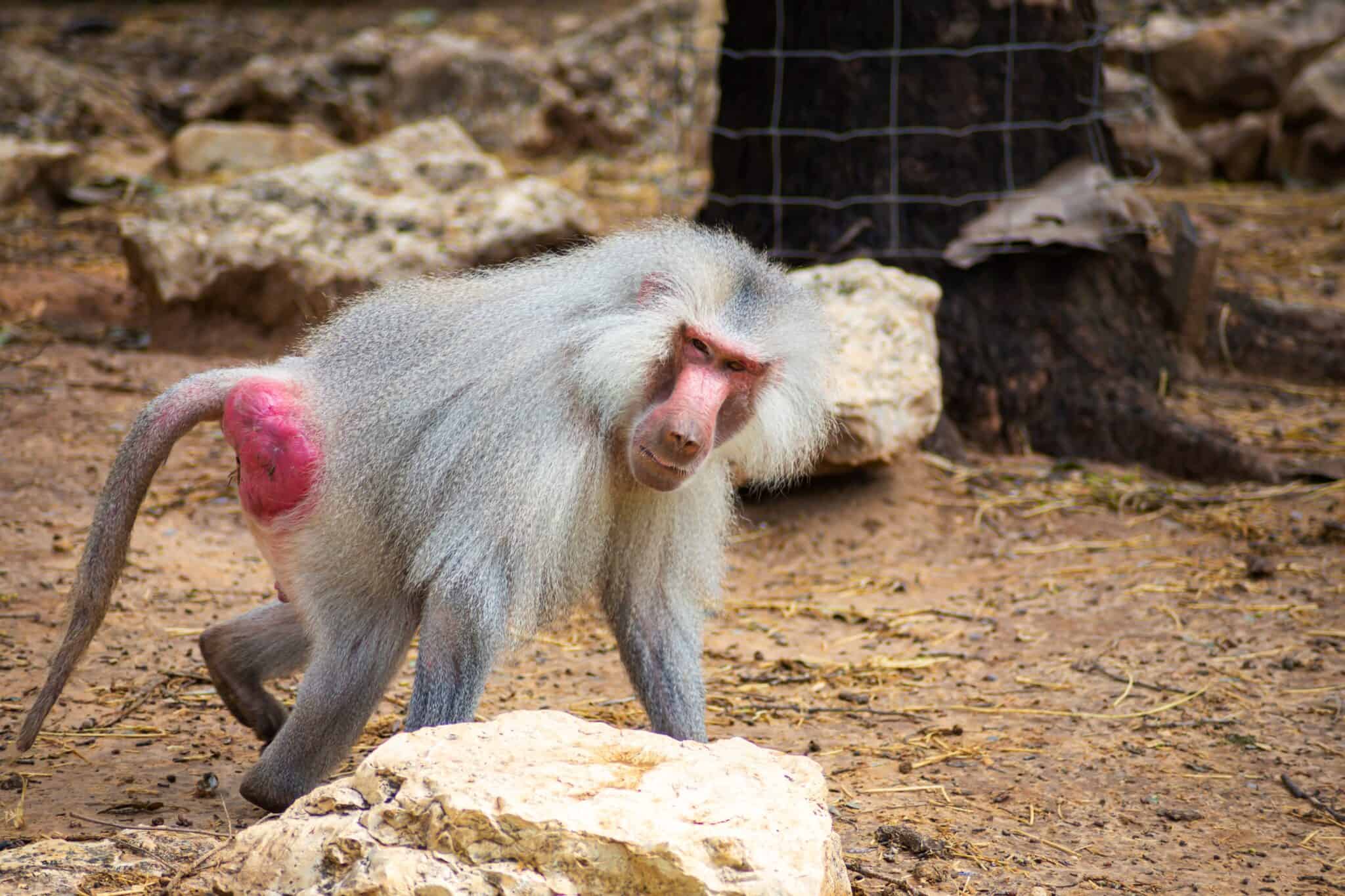 RedButt Monkeys vs BlueButt Monkeys Which Species Are These? AZ