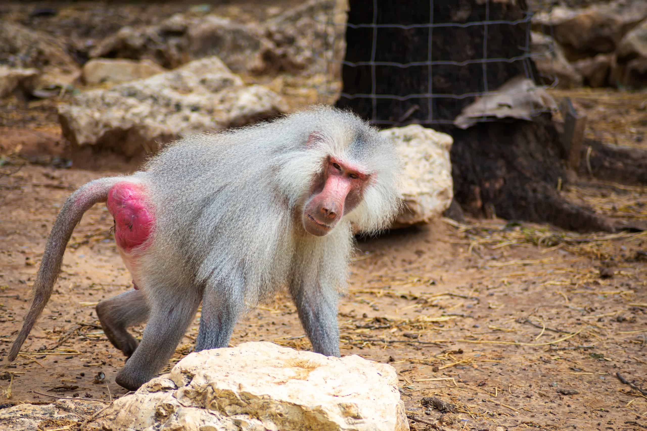 A baboon walking on all fours at the zoo
