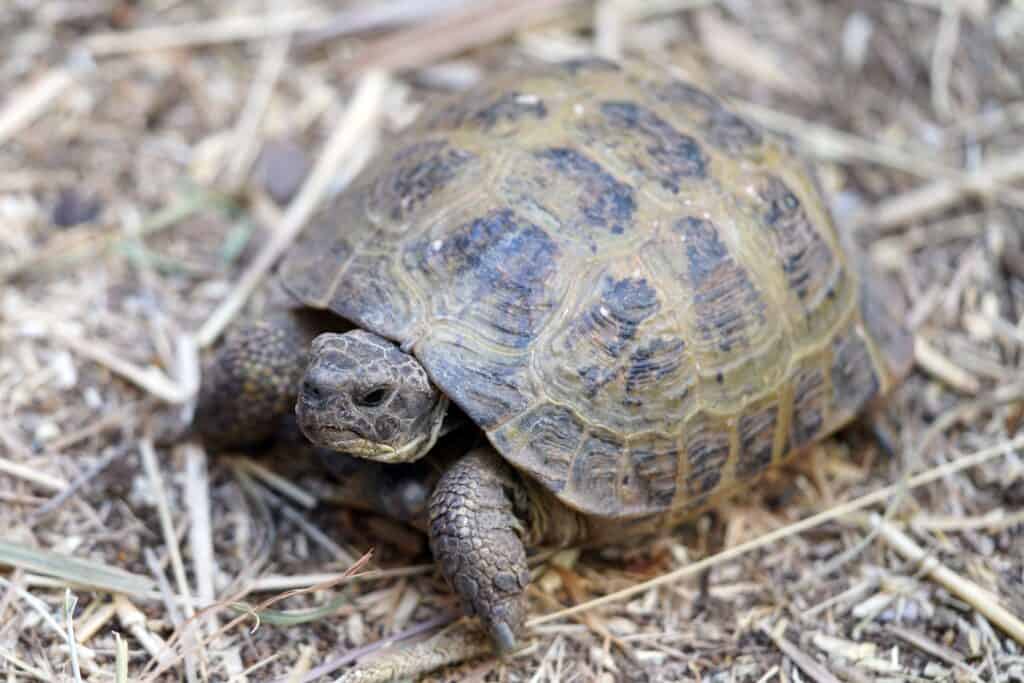 A Russian tortoise walking on dirt.