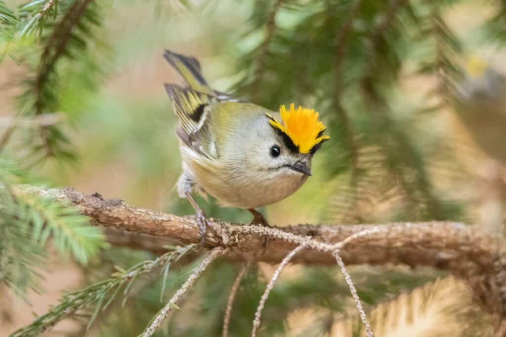 Goldcrest with a raised crest perched on a bare branch