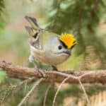 Goldcrest