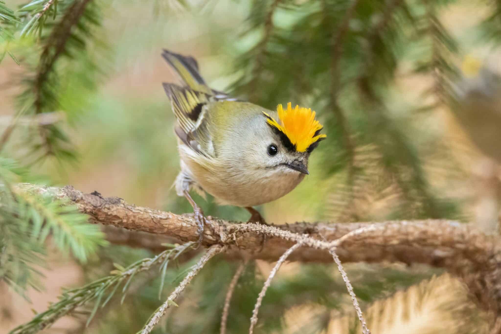 Meet The 12 Cutest Birds In The World A Z Animals