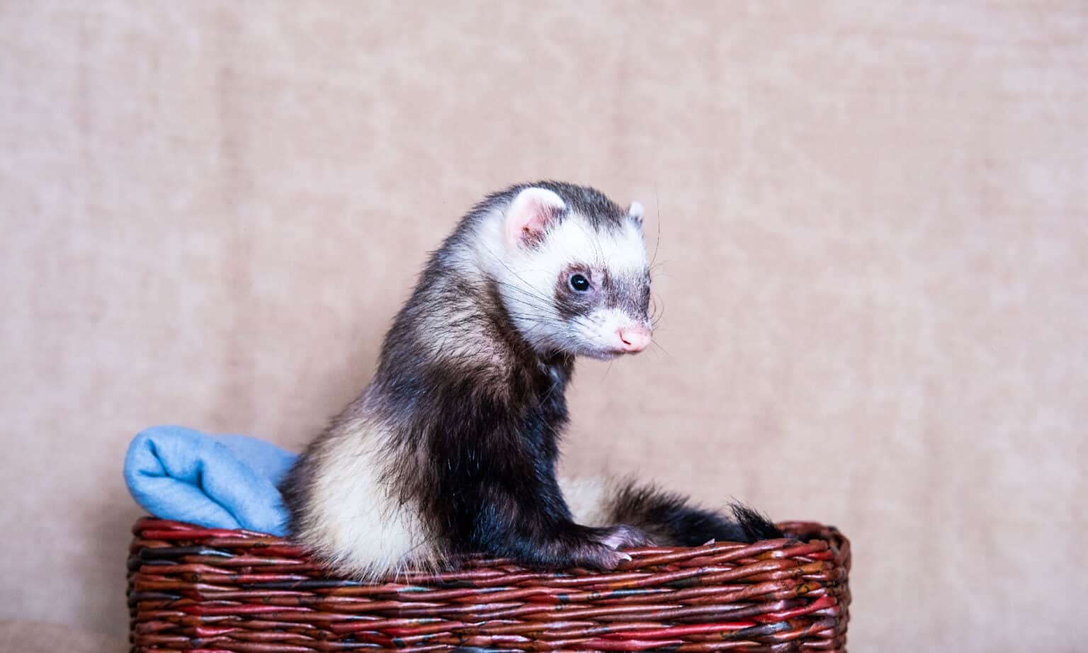 Ferret Poop Everything You've Ever Wanted to Know AZ Animals