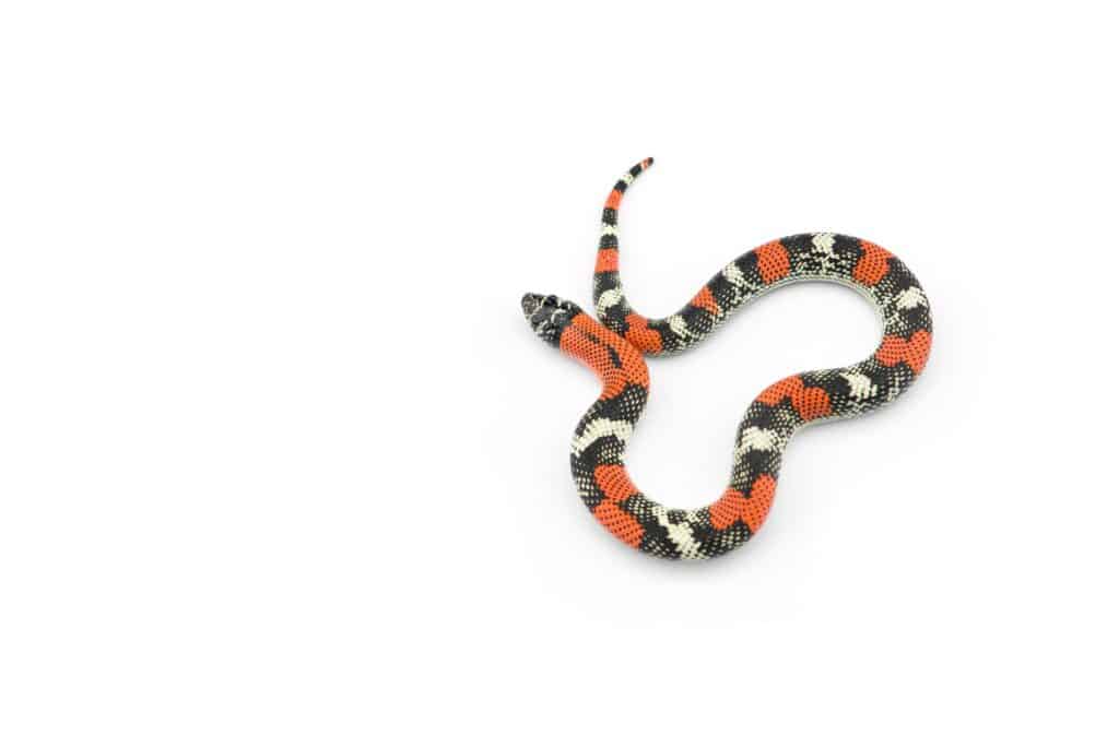 Serpent à nez plat tricolore