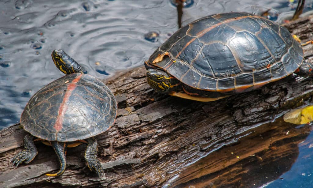 Southern Painted Turtle (Chrysemys dorsalis)