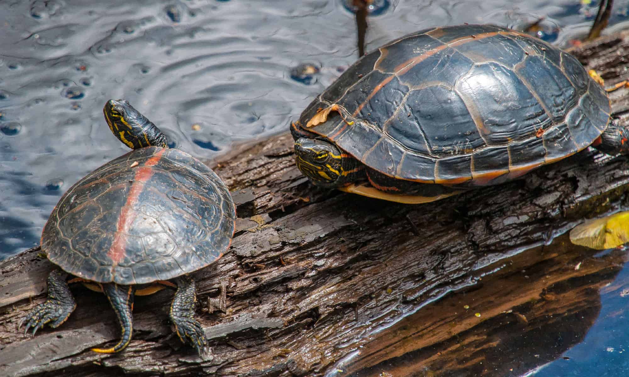 10 Amazing Types of Turtles in Alabama