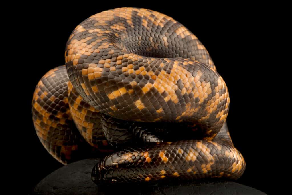 Burrowing python