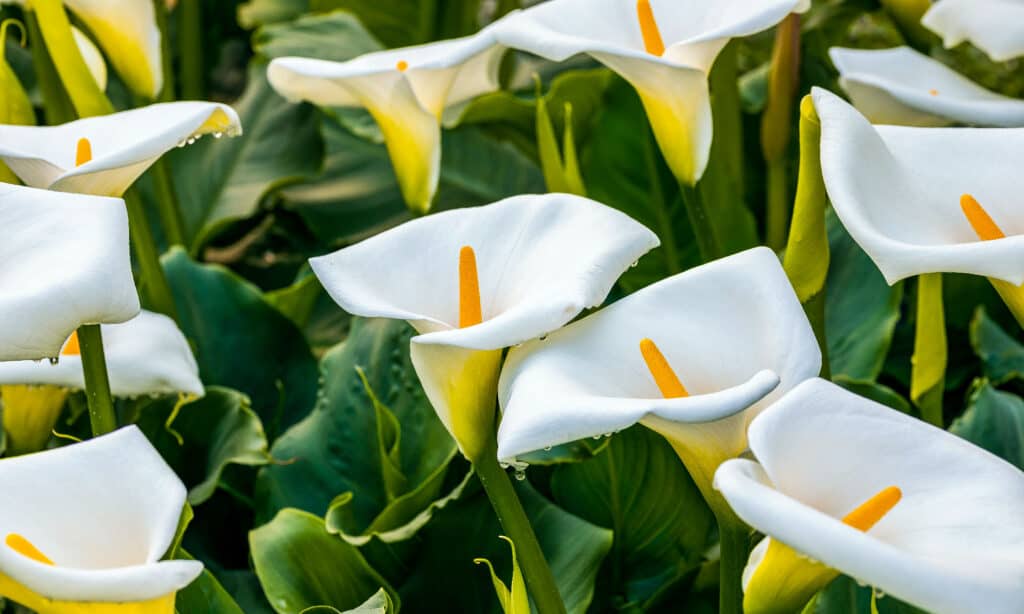 Faithfulness, purity, and divinity are associated with calla lilies.