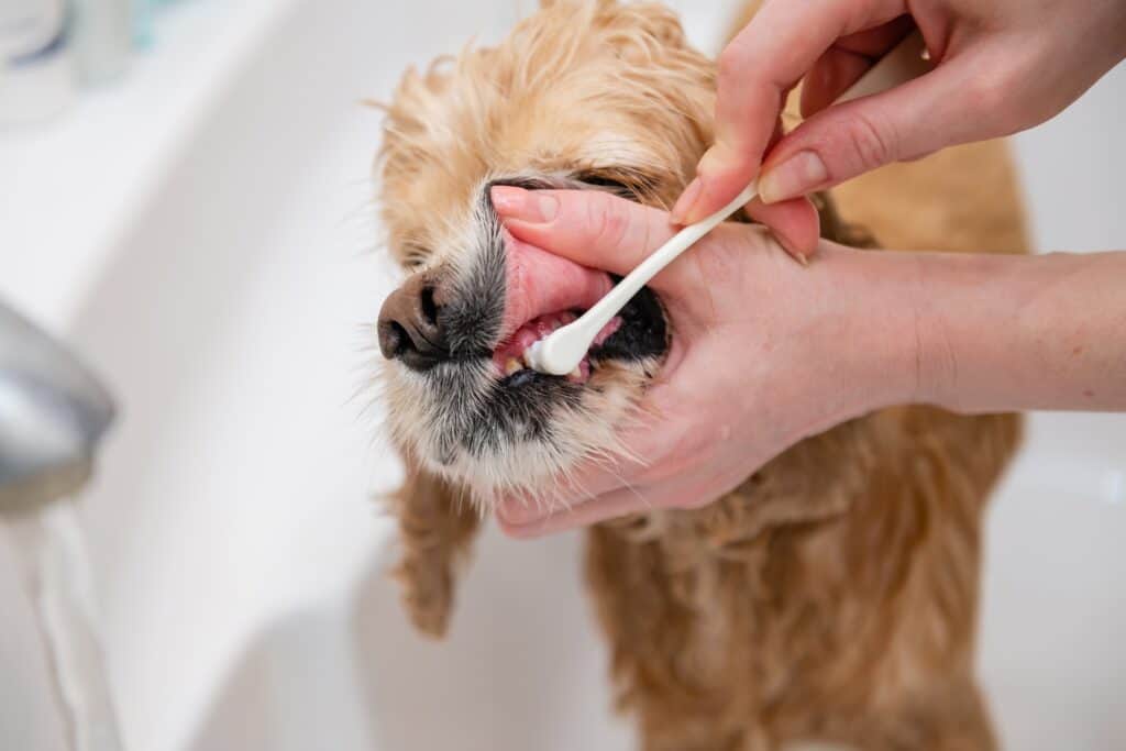 what happens if you use human toothpaste on dogs