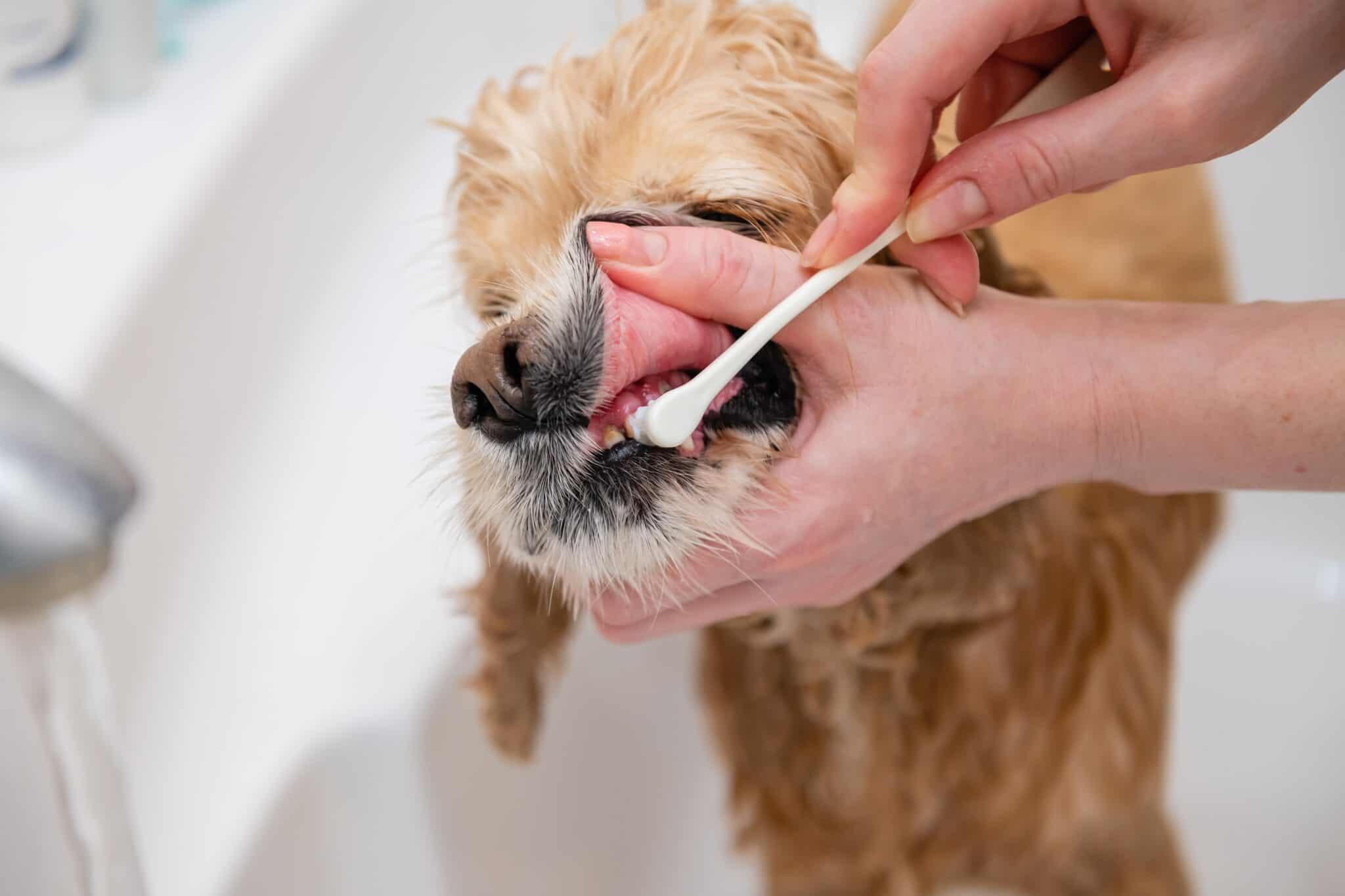 Can Dogs Use Human Toothpaste? AZ Animals