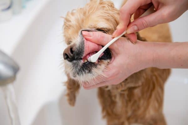 can-dogs-use-human-toothpaste