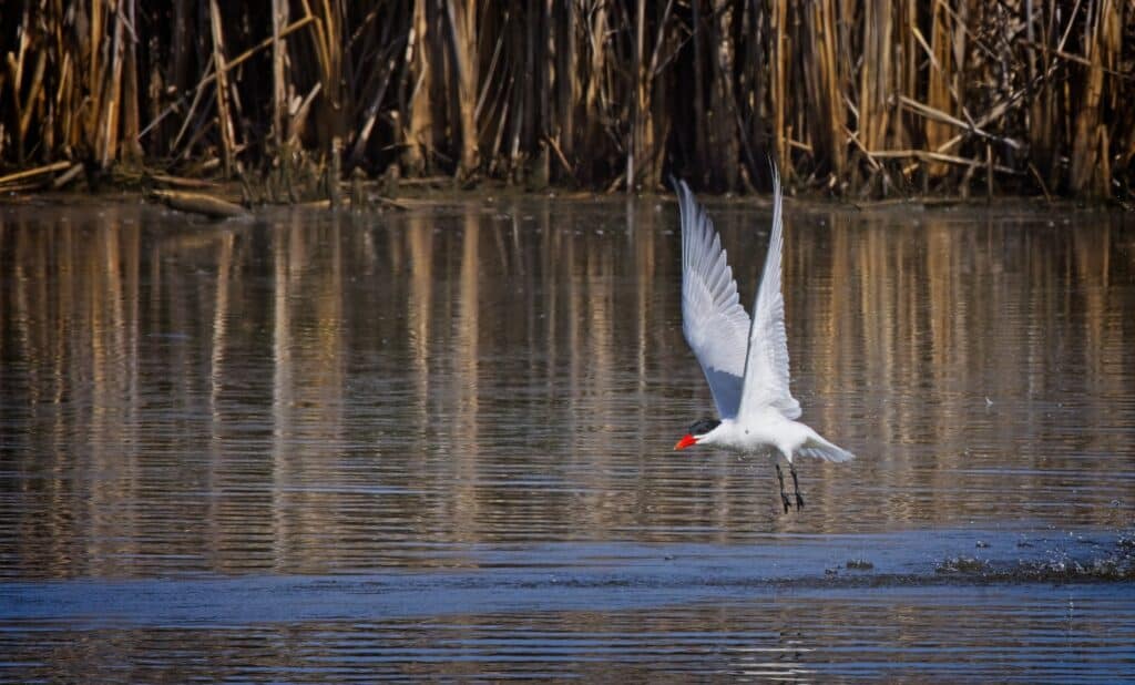 White tern taking flight over water