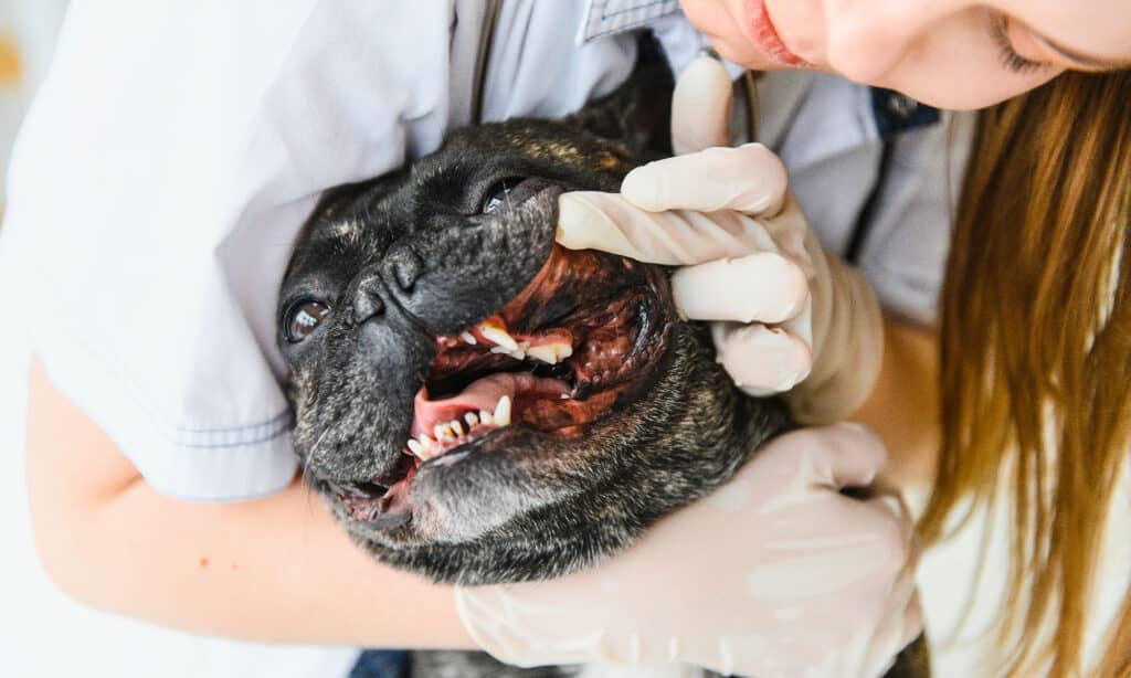 what do french bulldog teeth look like?