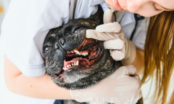 French Bulldog Teeth: Everything You Need To Know - A-Z Animals