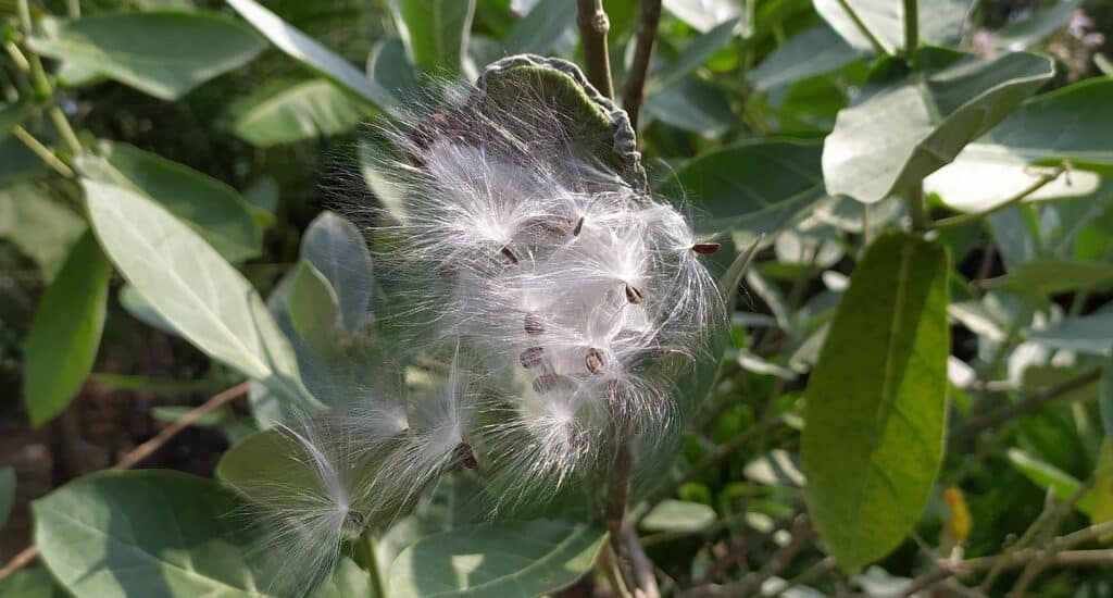 milkweed follicles