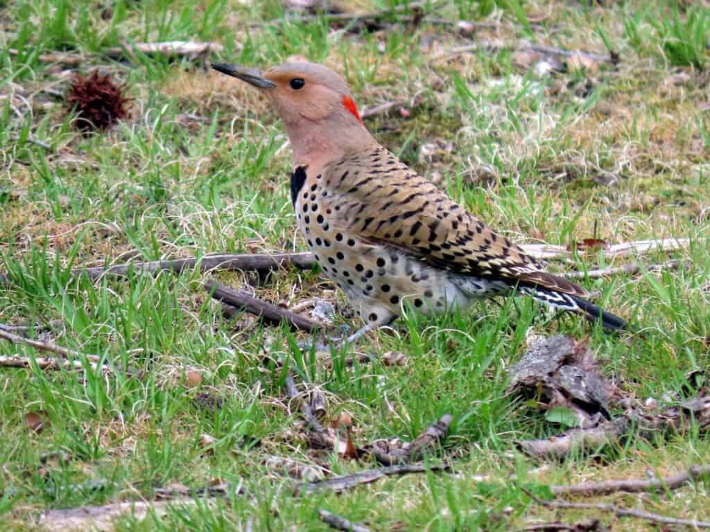 Female northern flicker