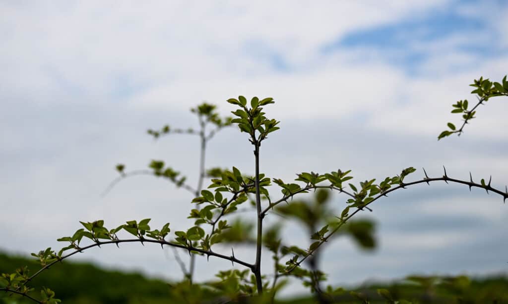 Jerusalem Thorn