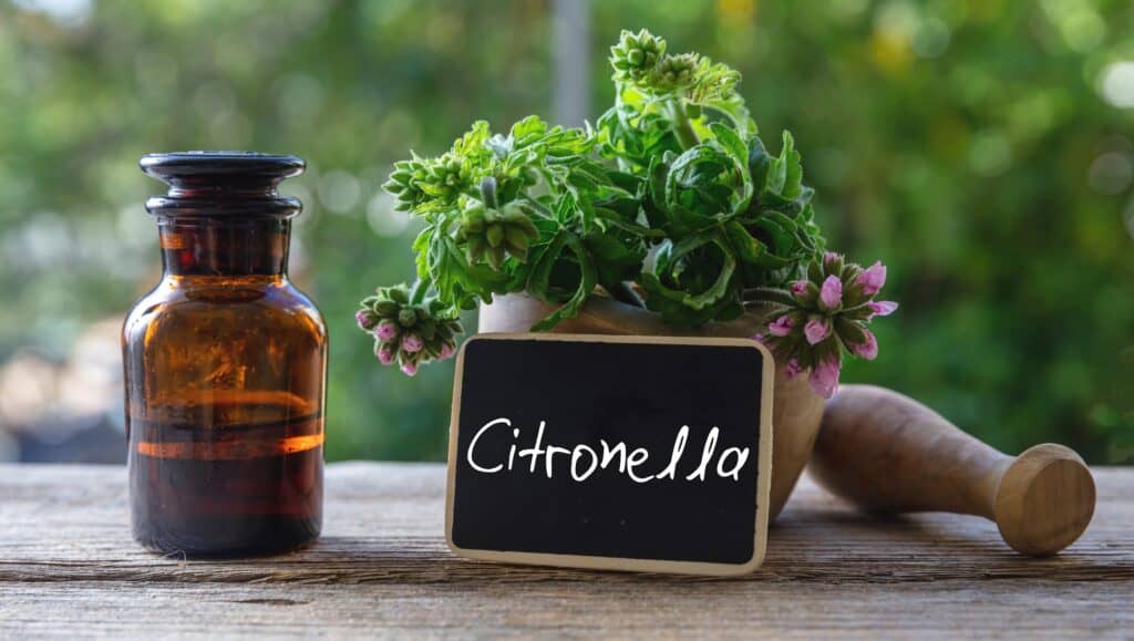 citronella