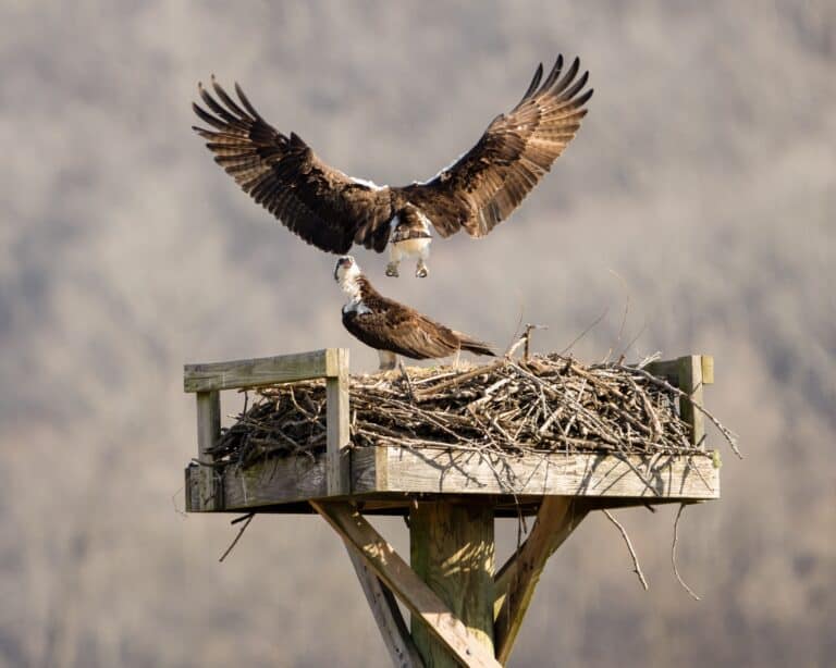 Two ospreys in the Tennessee Wildlife Refuge