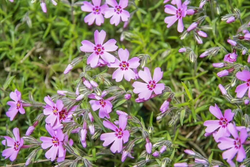 Phlox (Phlox paniculata) flowers