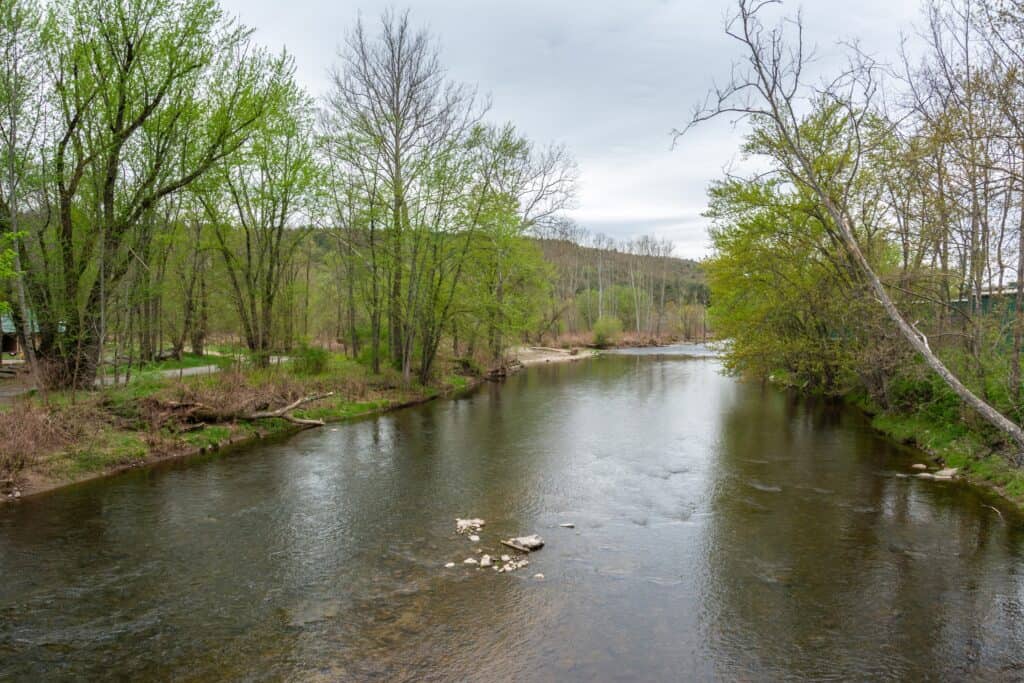 Callicon Creek with green trees on both banks