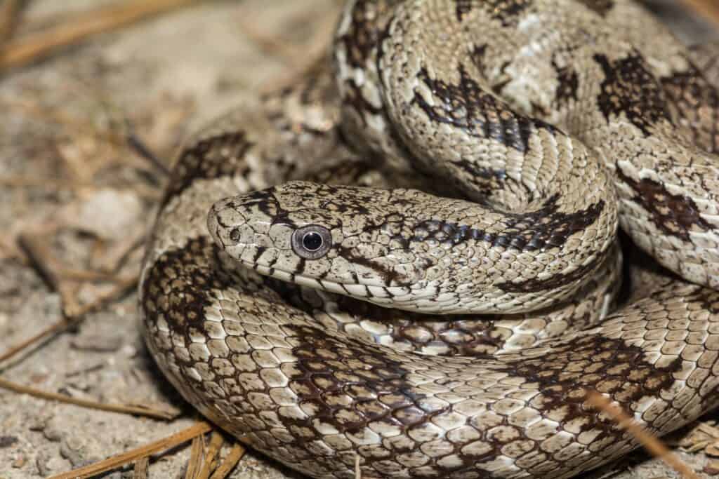 gray ratsnake coiled