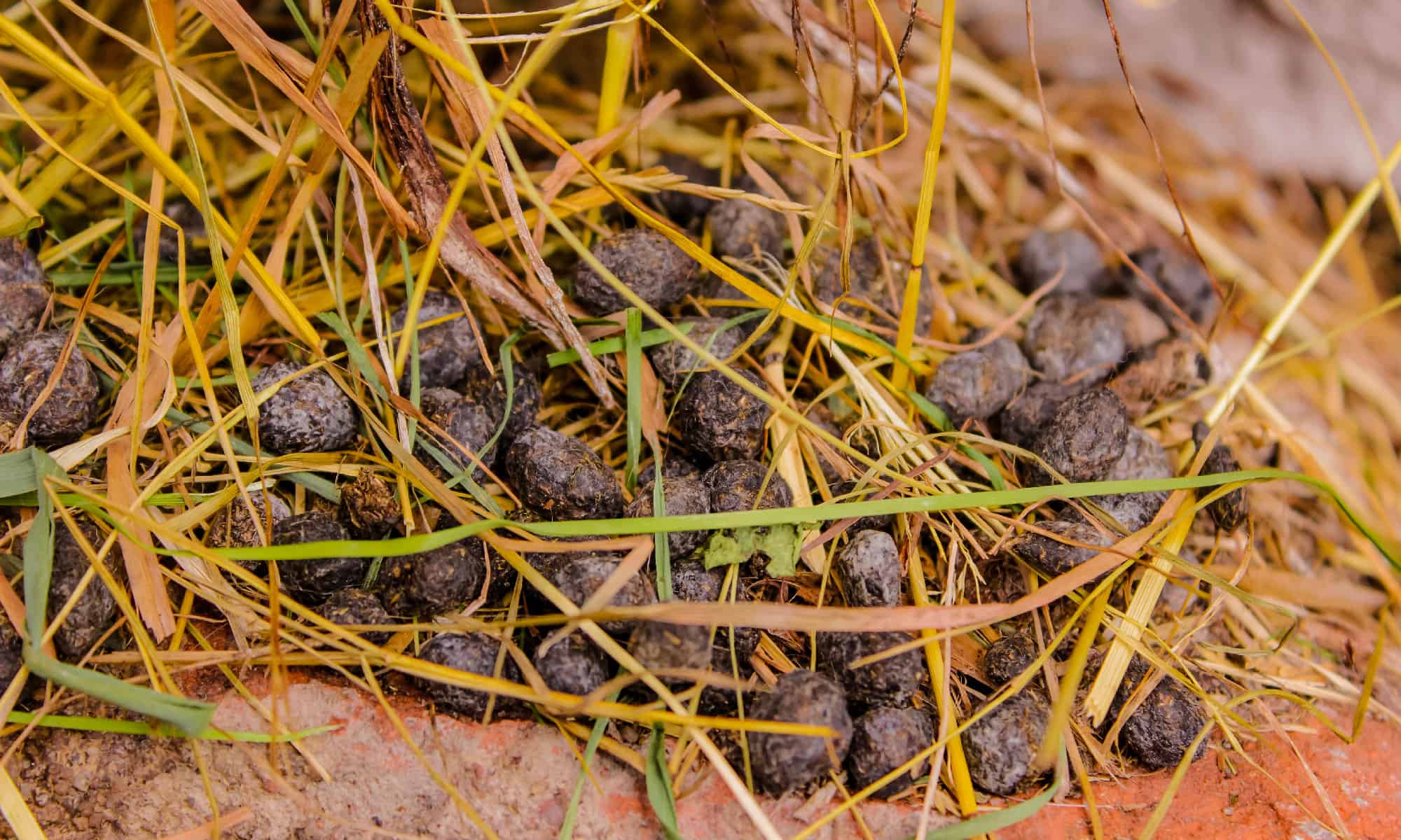 Porcupine Poop Everything You've Ever Wanted to Know AZ Animals