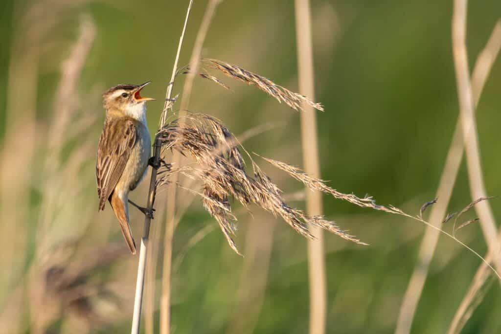 A sedge warbler singing while perched vertically on a reed