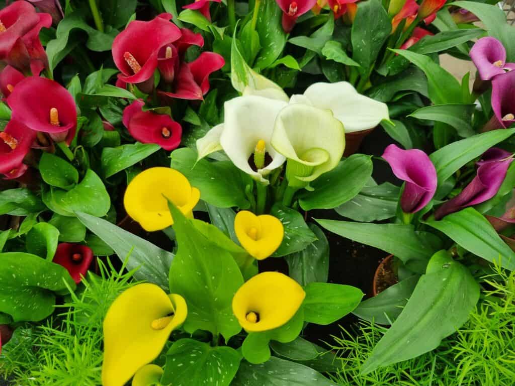 what to plant in april