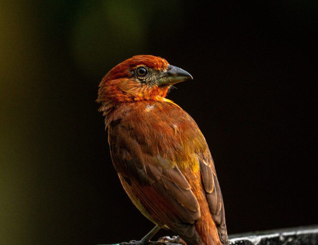 Male hepatic tanager against a black background
