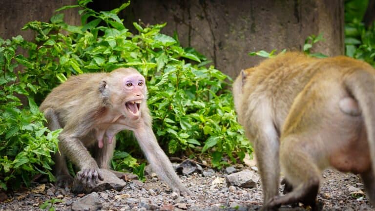 Two monkeys fighting in the wild