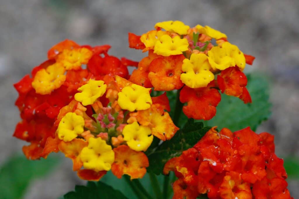 The Texas Red Lantana offers vibrant colors for Texas landscapes.