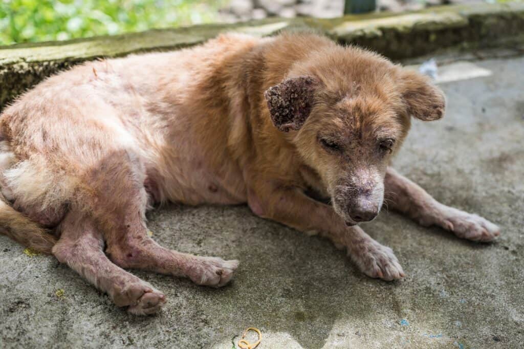 mild sarcoptic mange in dogs