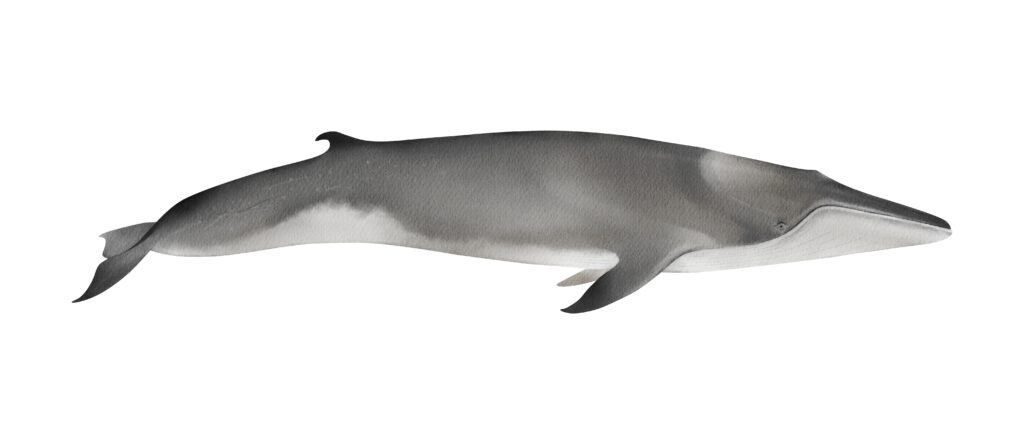 finback whale