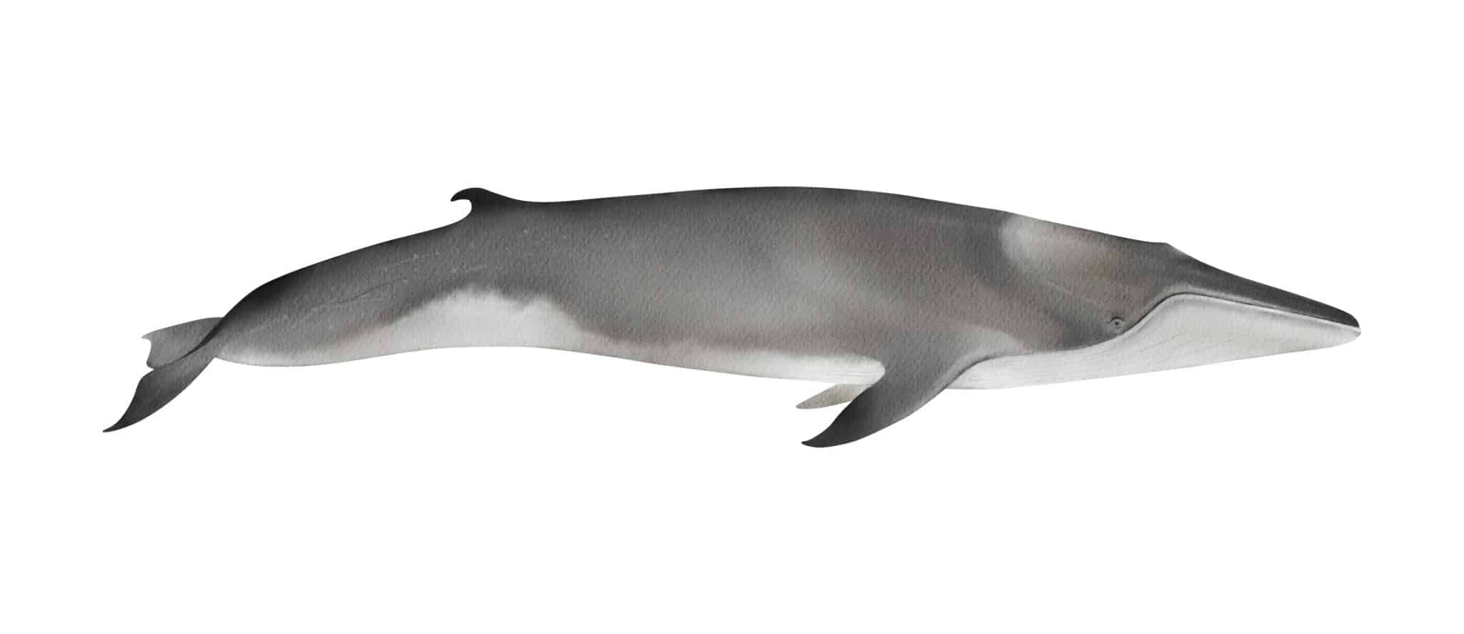 10 Incredible Fin Whale Facts - A-Z Animals